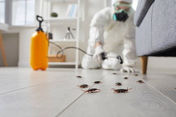 Affordable Termite Control solutions in Chesapeake, OH